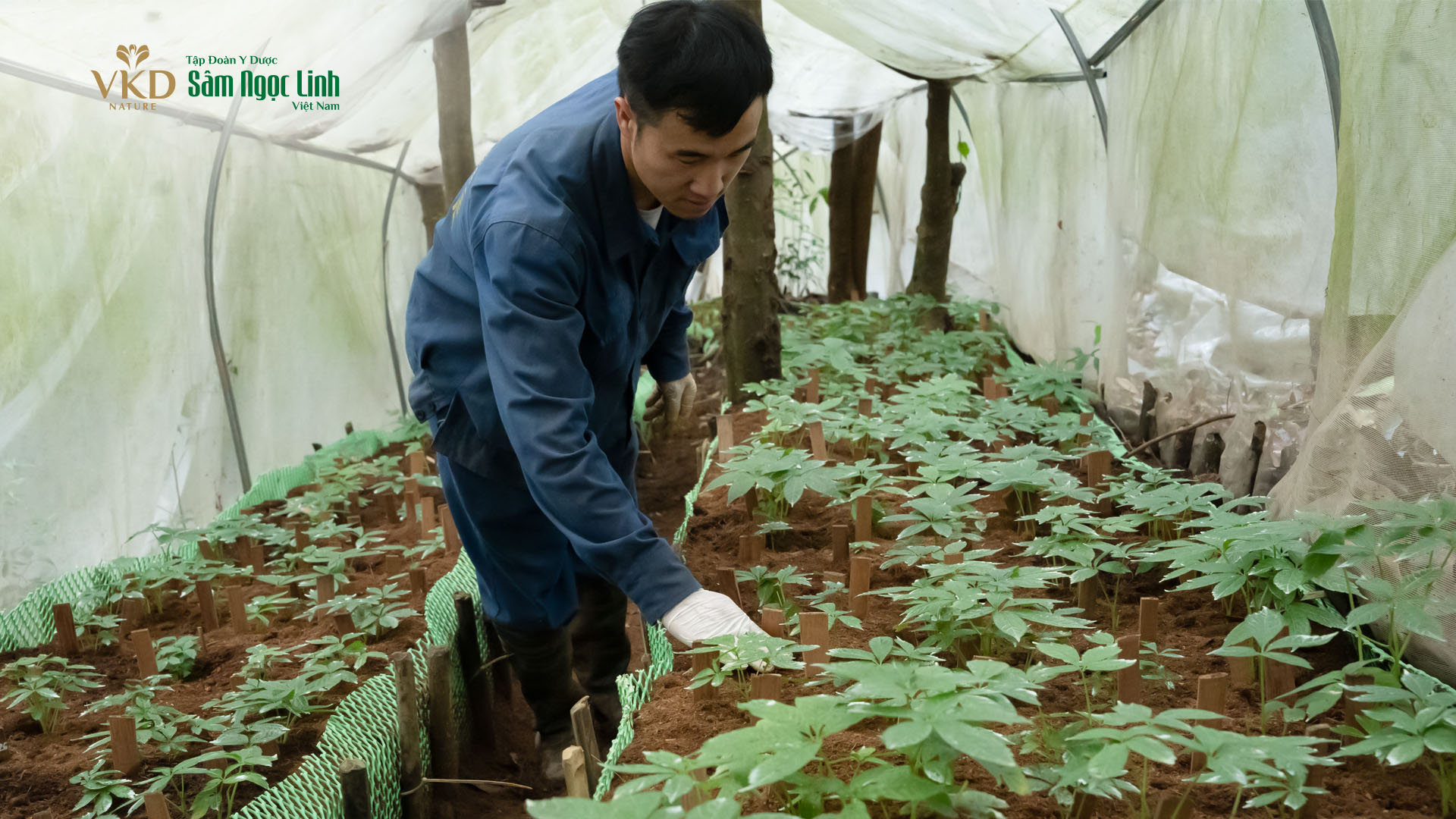 Mua Sâm Ngọc Linh uy tín, chất lượng, có kiểm định ở đâu